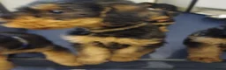 Airedale Terrier dogs for sale: Airedale terrier puppies  - Advert 6