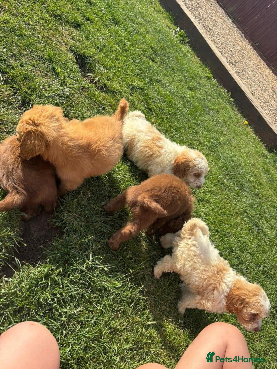 Shih Tzu dogs Shih Tzu Puppies - Advert 2