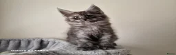 Maine Coon cats for sale: Licensed breeder-maine coon kittens - Advert 34
