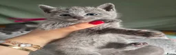 Russian Blue cats for sale: TOP PEDIGREE RUSSIAN BLUE KITTENS 🐱 - Advert 21