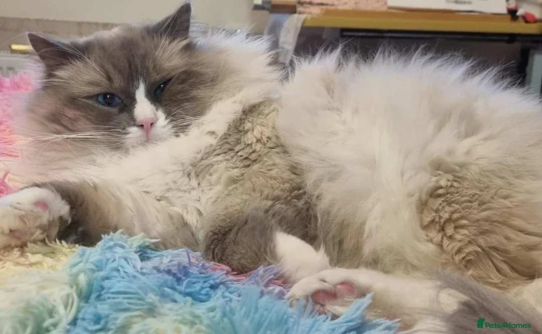 Ragdoll cats for sale: 🤍 More than just kittens — they are family. 🤍 - Advert 2
