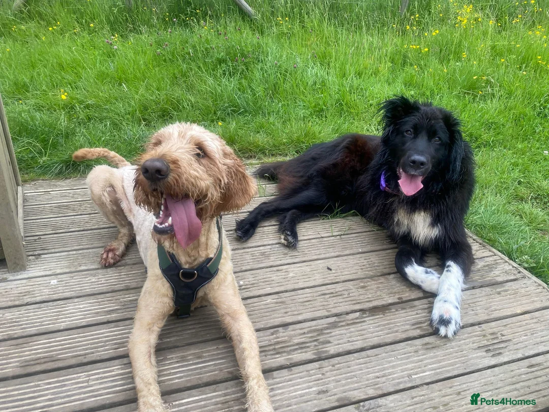 Goldendoodle dogs for adoption: Dave looking for his loving forever home  - Advert 2