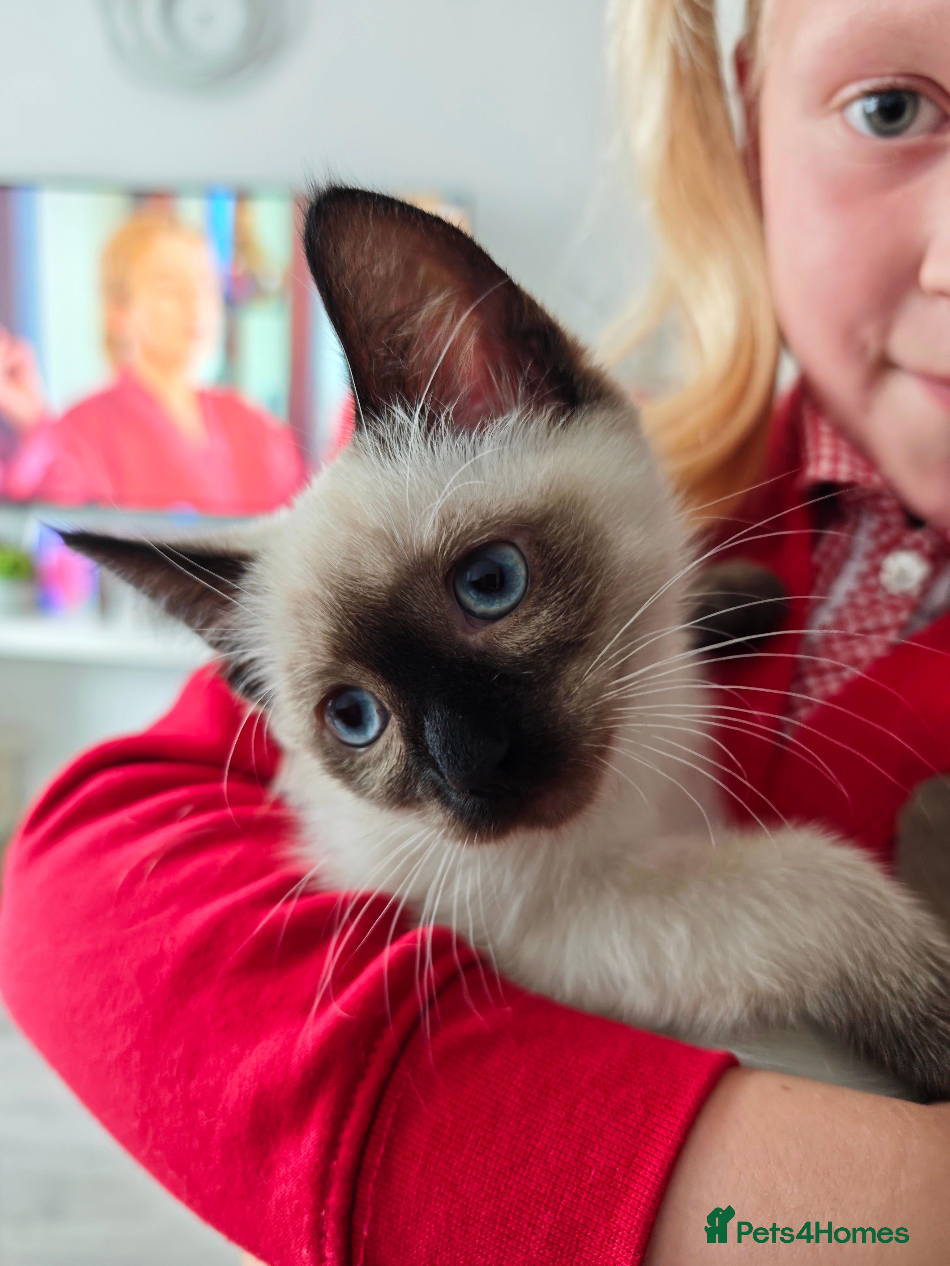 Siamese cats 1 ADORABLE GIRL AVAILABLE 🌸🌸🌸 - Advert 2
