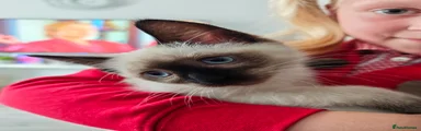 Siamese Kitten 4
