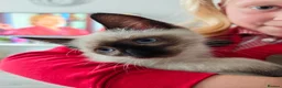Siamese cats for sale: 1 ADORABLE GIRL AVAILABLE 🌸🌸🌸 - Advert 2