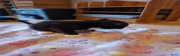 Mixed Breed cats for sale: 2 Boys ready to leave 18th May  - Advert 27