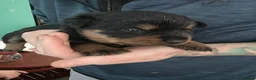 Rottweiler dogs for sale: Rottweiler puppies  in Saint Helens - Advert 14