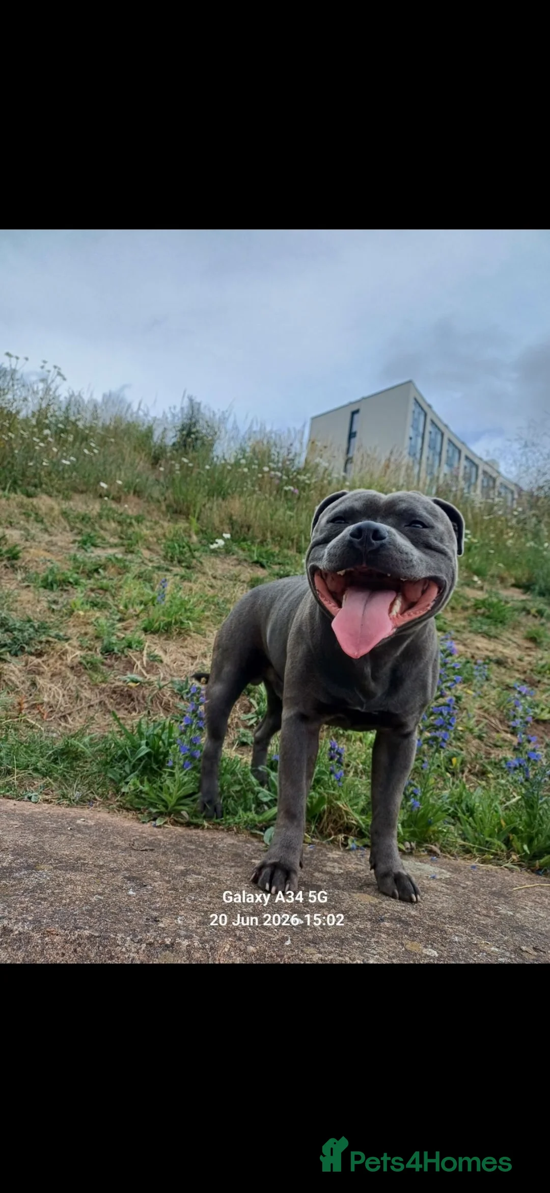 Staffordshire Bull Terrier dogs for stud: ZEUS for stud duties fully kc stunning blue lad  - Advert 2