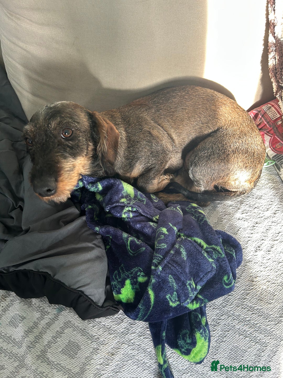Dachshund dogs for sale: Teckel Dachshund for rehoming - Advert 5