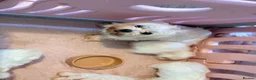 Maltese dogs for sale: Beautiful Maltese puppies for sale - Advert 2