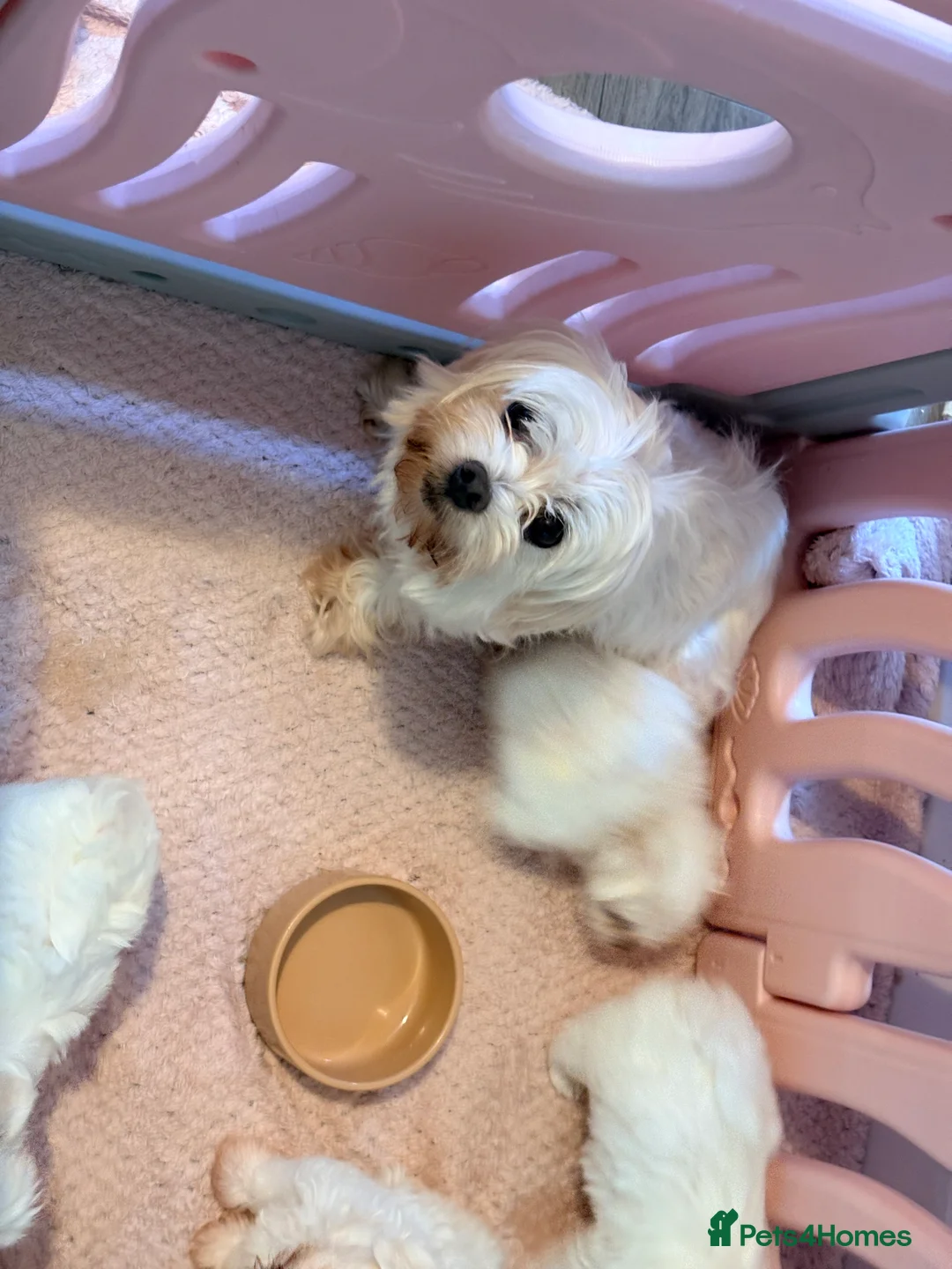 Maltese dogs for sale: Beautiful Maltese puppies for sale - Advert 2