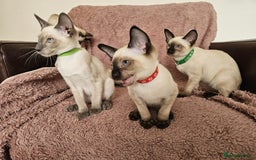 Siamese cats for sale: Adorable Siamese kittens ready to leave - Image 4