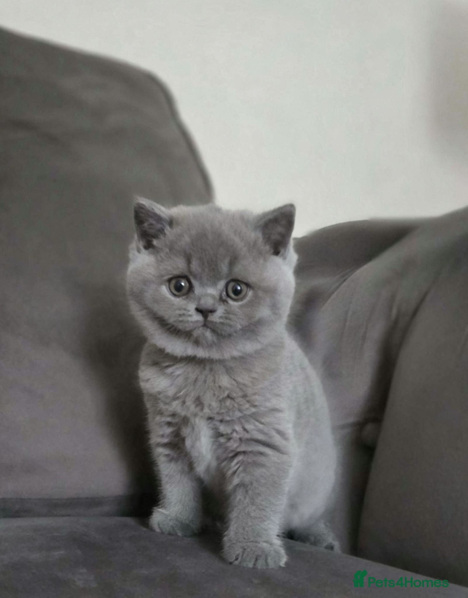 British Shorthair cats Female British shorthair gccf registered  - Advert 1