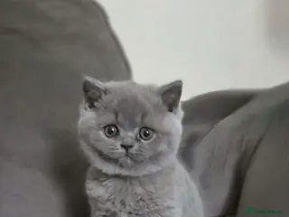 British Shorthair cats Female British shorthair gccf registered - Advert 1