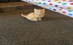 Mixed Breed cats for sale: Beautiful ginger kittens  - Image 17