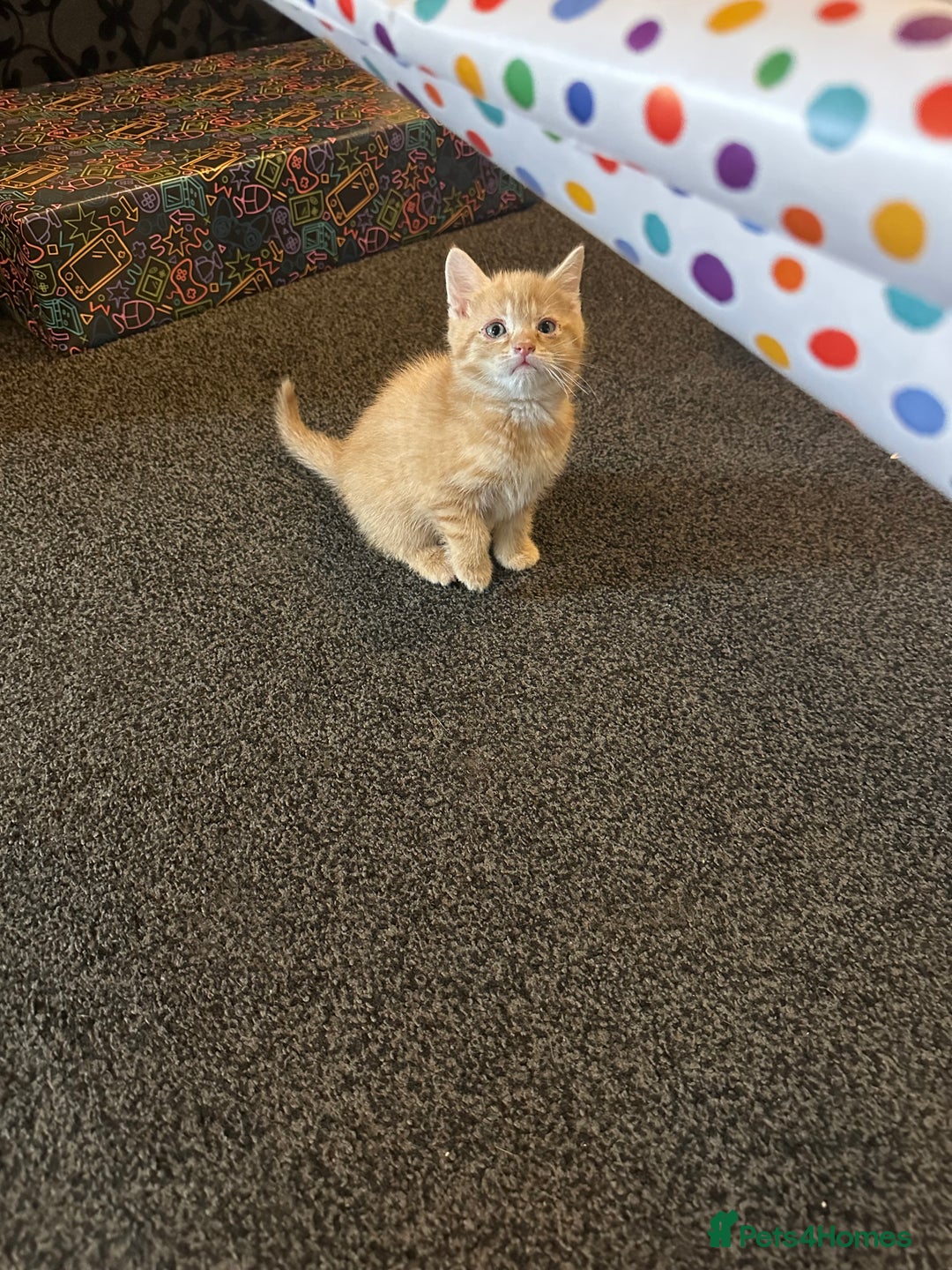 Mixed Breed cats for sale: Beautiful ginger kittens  - Image 17