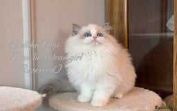 Ragdoll cats for sale: TICA Reg. Championship bloodline Ragdoll Kittens - Image 3