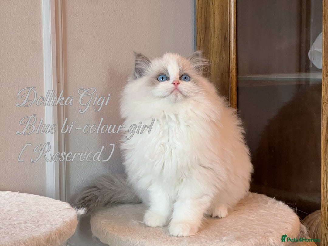 Ragdoll cats for sale: TICA Reg. Championship bloodline Ragdoll Kittens - Image 3