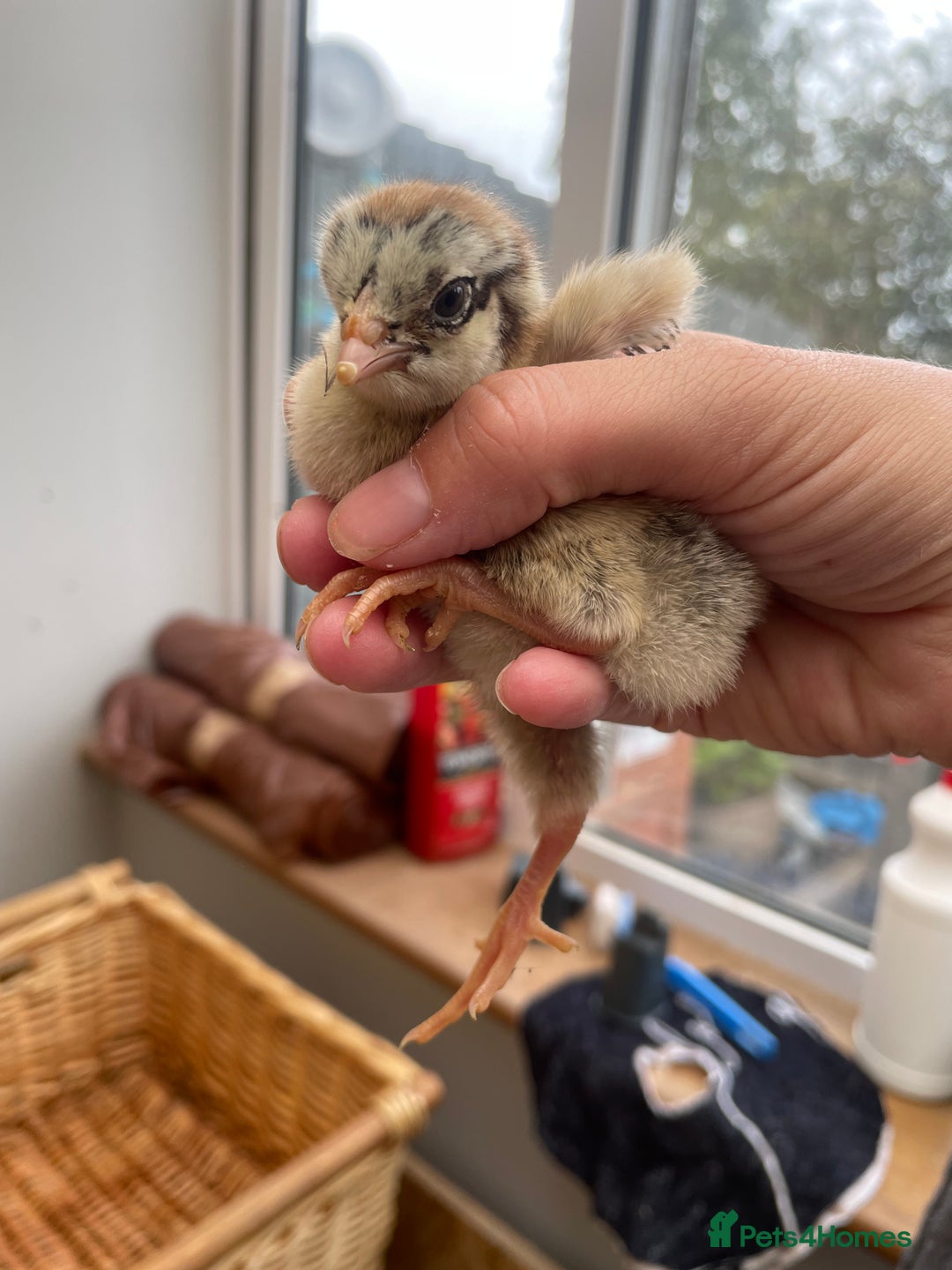 Chickens poultry for sale: Wyandottes, orpingtons - Image 7