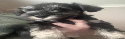 Miniature Schnauzer dogs for sale: MINIATURE SCHNAUZER PUPPIES RKC Registered in Ferryhill - Advert 6