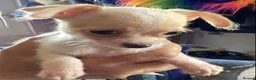 Chihuahua dogs for sale: Gorgeous tiny Chihuahua babies - Advert 7