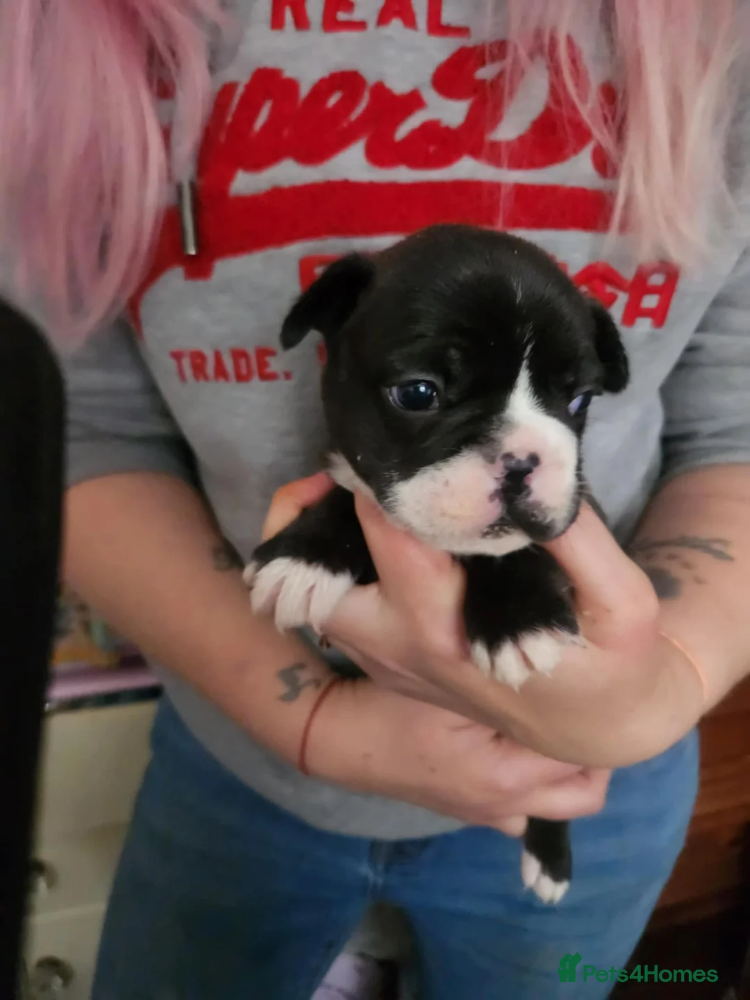 French Bulldog dogs for sale: Frenchie puppies - Advert 14