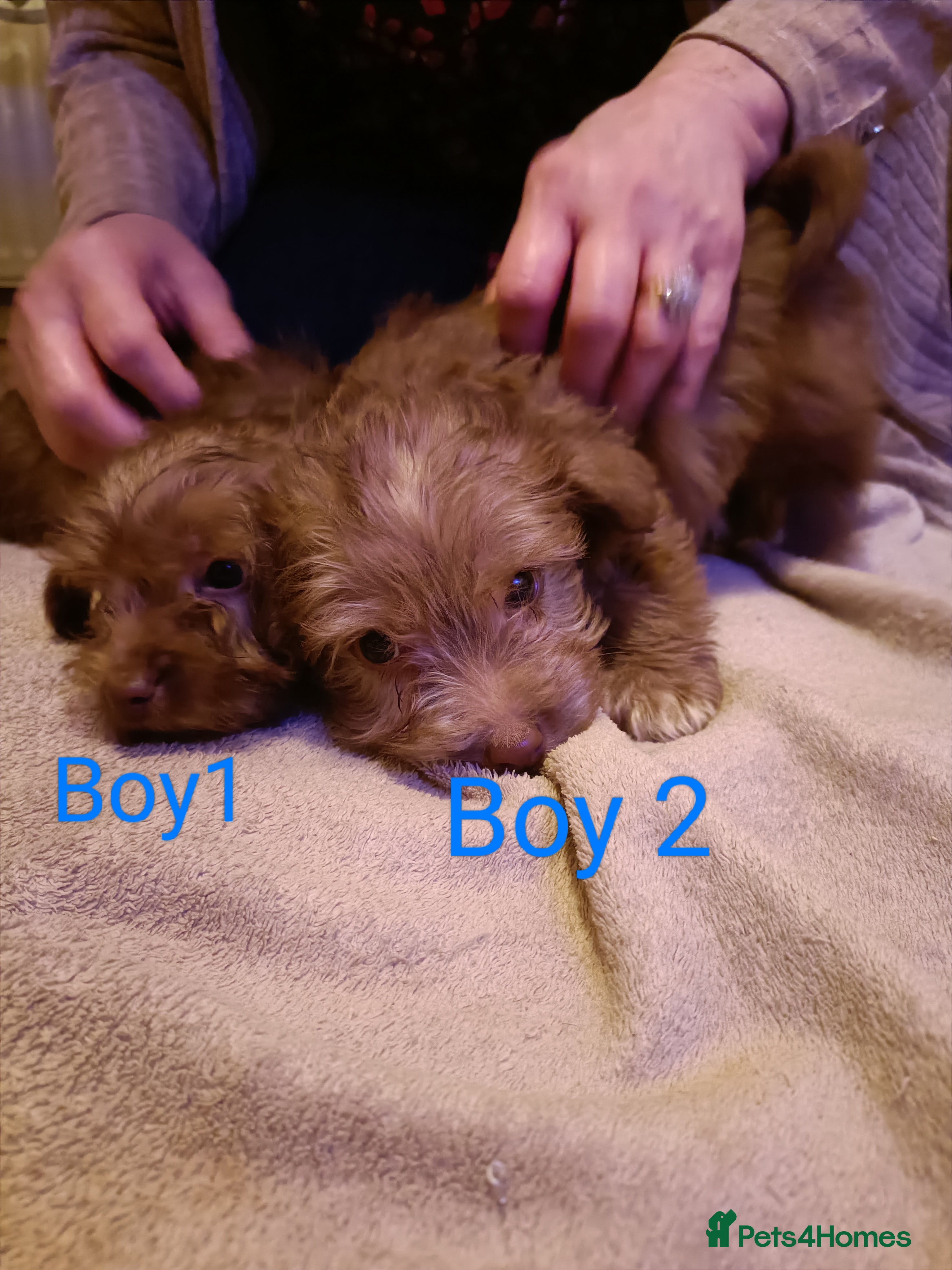 Norfolk Terrier dogs Norfolk Terrier Puppies - Advert 1