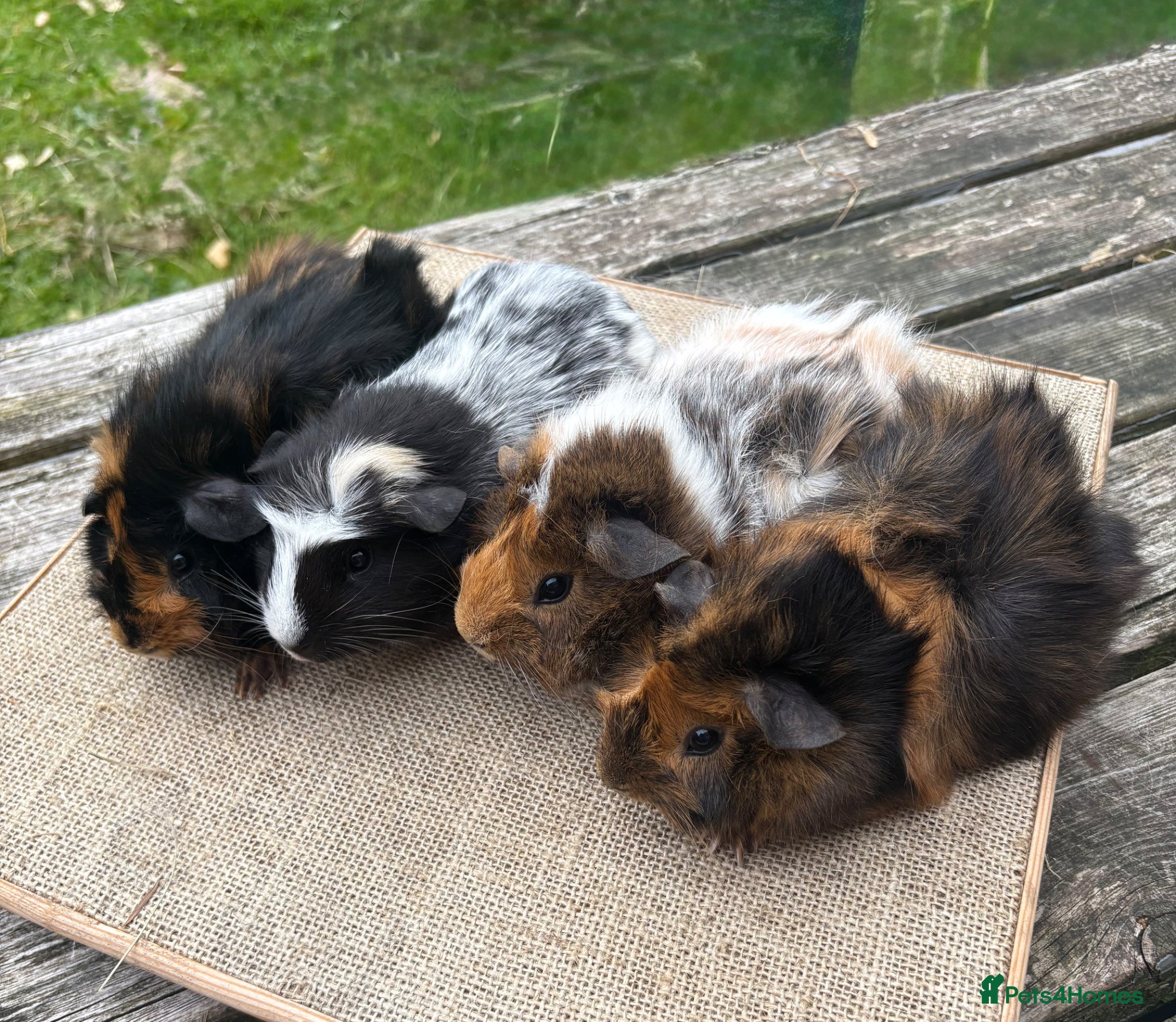 Guinea Pig rodents Beautiful baby & young adult Guinea Pigs. - Advert 1