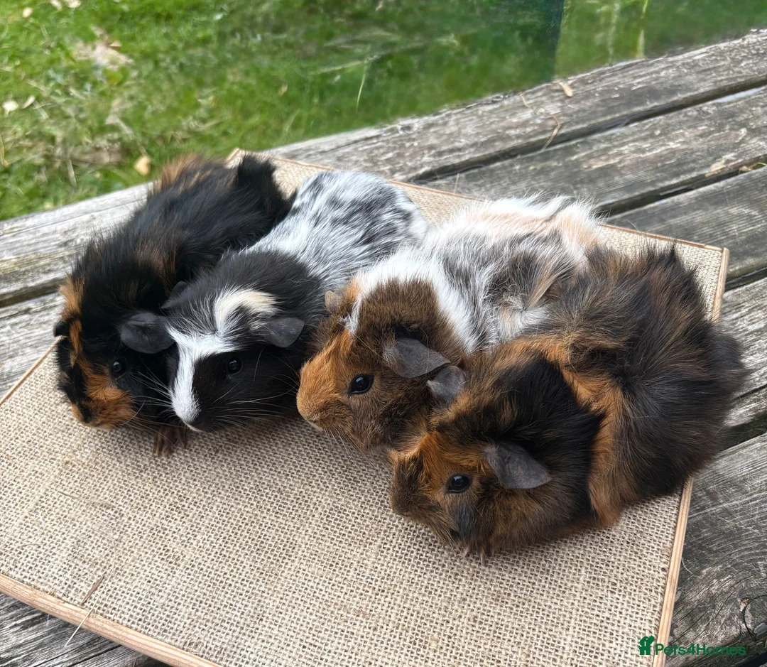 Guinea Pig rodents for sale: Beautiful baby & young adult Guinea Pigs. - Advert 1