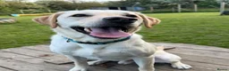 Labrador Retriever dogs for sale: Marley  - Advert 2
