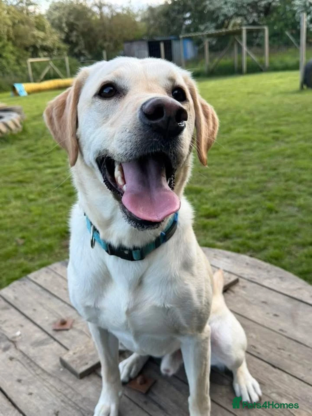 Labrador Retriever dogs for sale: Marley  - Advert 2