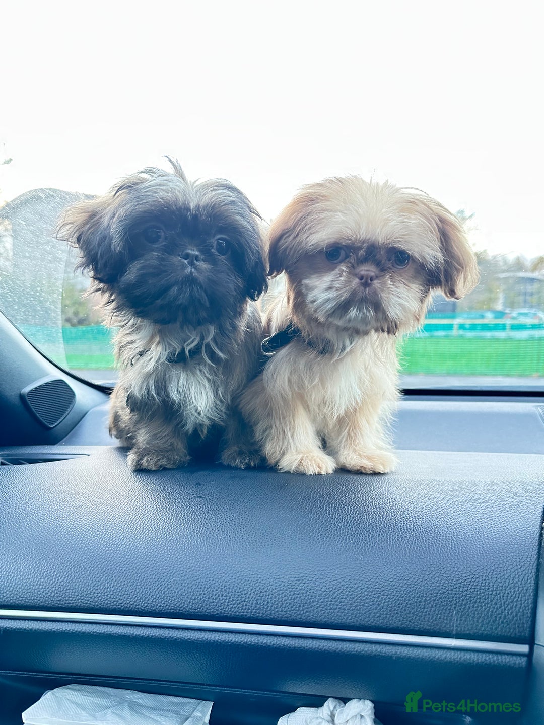Shih Tzu dogs for sale: 2 x  Imperial Shihtzu - Advert 10