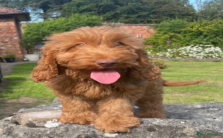 Cockapoo dogs in Saint Asaph - Advert 7