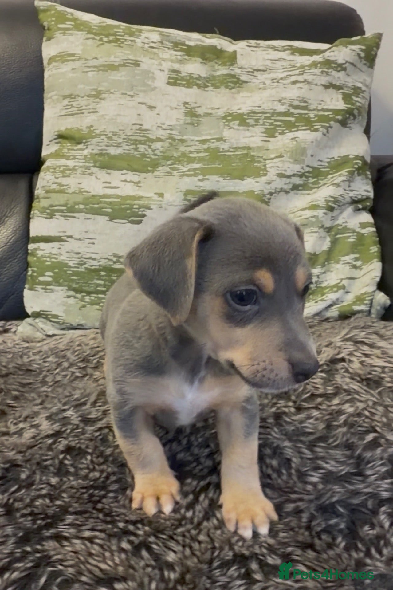 Jack Russell dogs for sale: Health Tested Miniature JR puppies imported lines - Advert 1