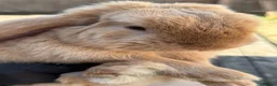 Mini Lop rabbits for sale:  mini lop - Advert 1