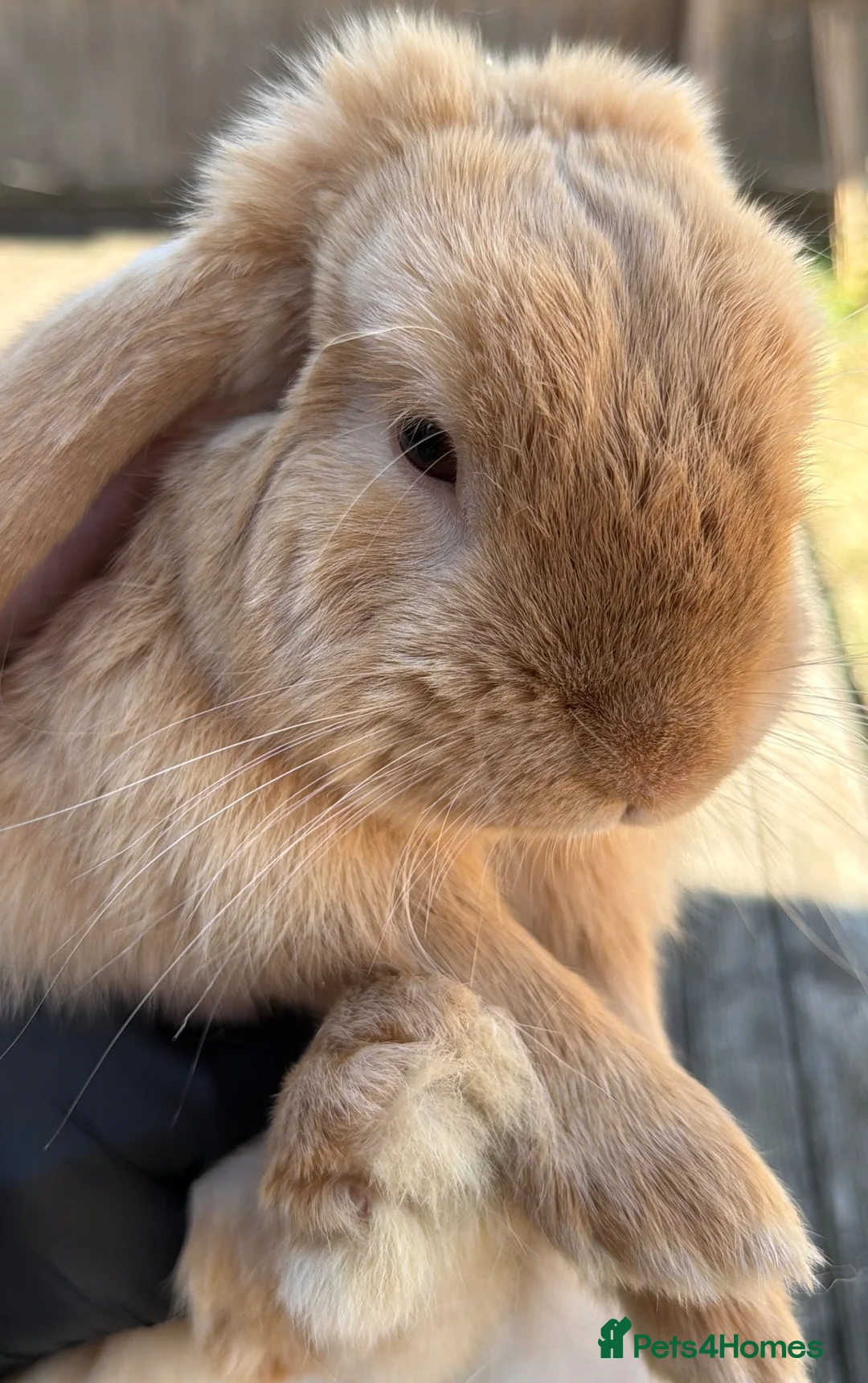 Mini Lop rabbits for sale:  mini lop - Advert 1
