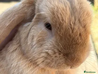 Mini Lop rabbits Two cute mini lops - Advert 2