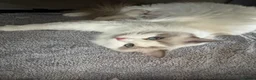 Ragdoll cats for sale: 🏆gccf ragdoll kitten-exceptional pedigree - Advert 29