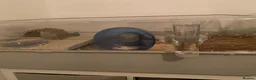 Hamster rodents for sale: Roboroski Hamster - Advert 1