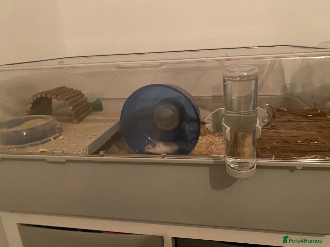 Hamster rodents for sale: Roboroski Hamster - Advert 1