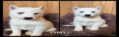 Siberian Husky 5