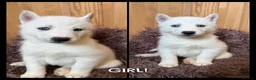 Siberian Husky dogs for sale: ​Gorgeous Siberian Husky Puppies in Peterborough - Advert 3