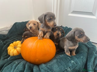 Dachshund dogs - Advert 32