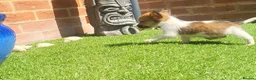 Jack Russell dogs for sale: Ready for their forever families  - Advert 9
