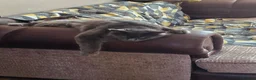Maine Coon cats for sale: Thunder  - Advert 9