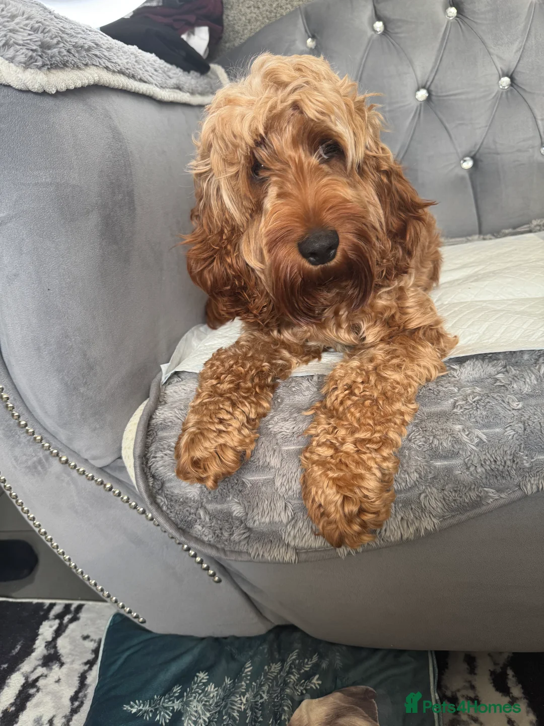 Cockapoo dogs for sale: F2 cockapoo puppies  - Advert 9