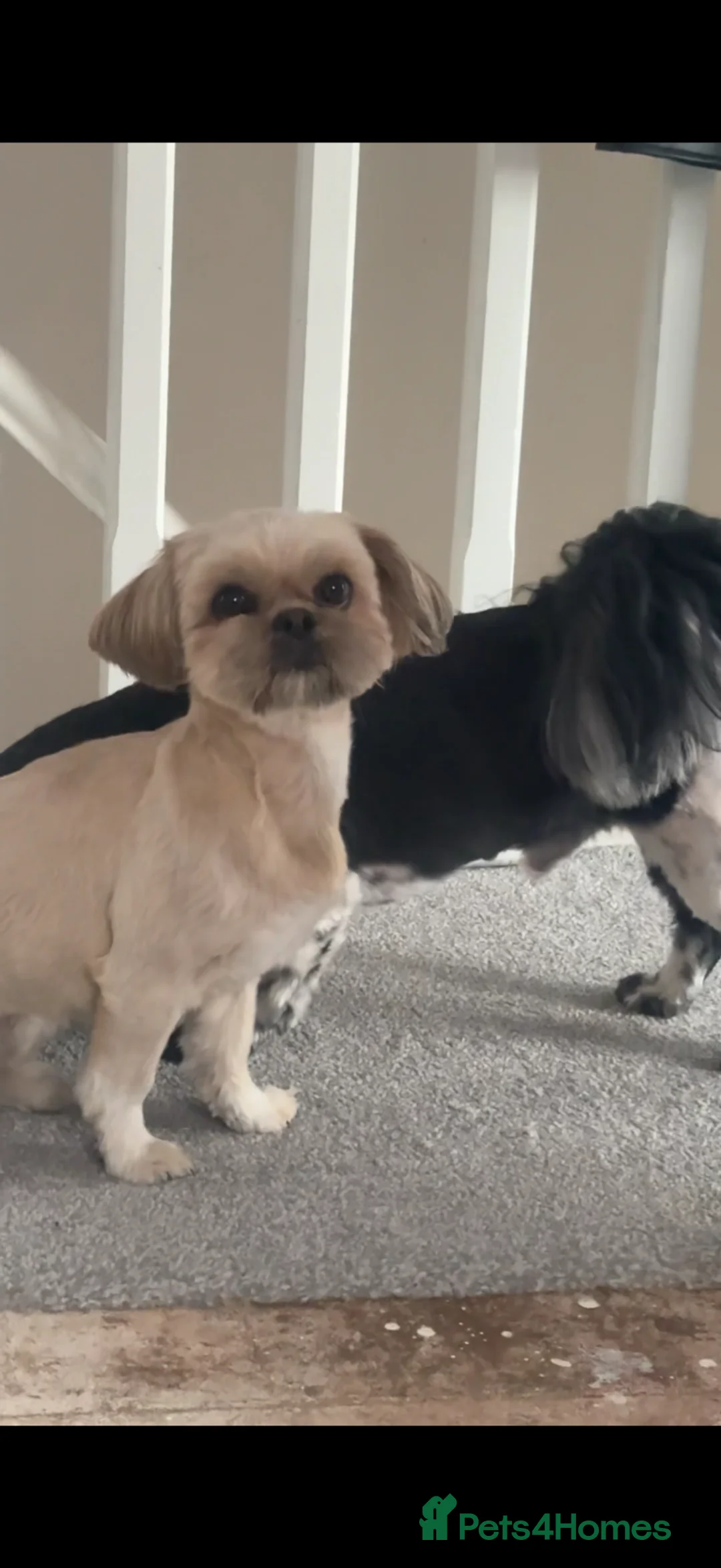 Shih Tzu dogs for sale: 🌟🐶 3 Beautiful Shih Tzu Puppies - Advert 2