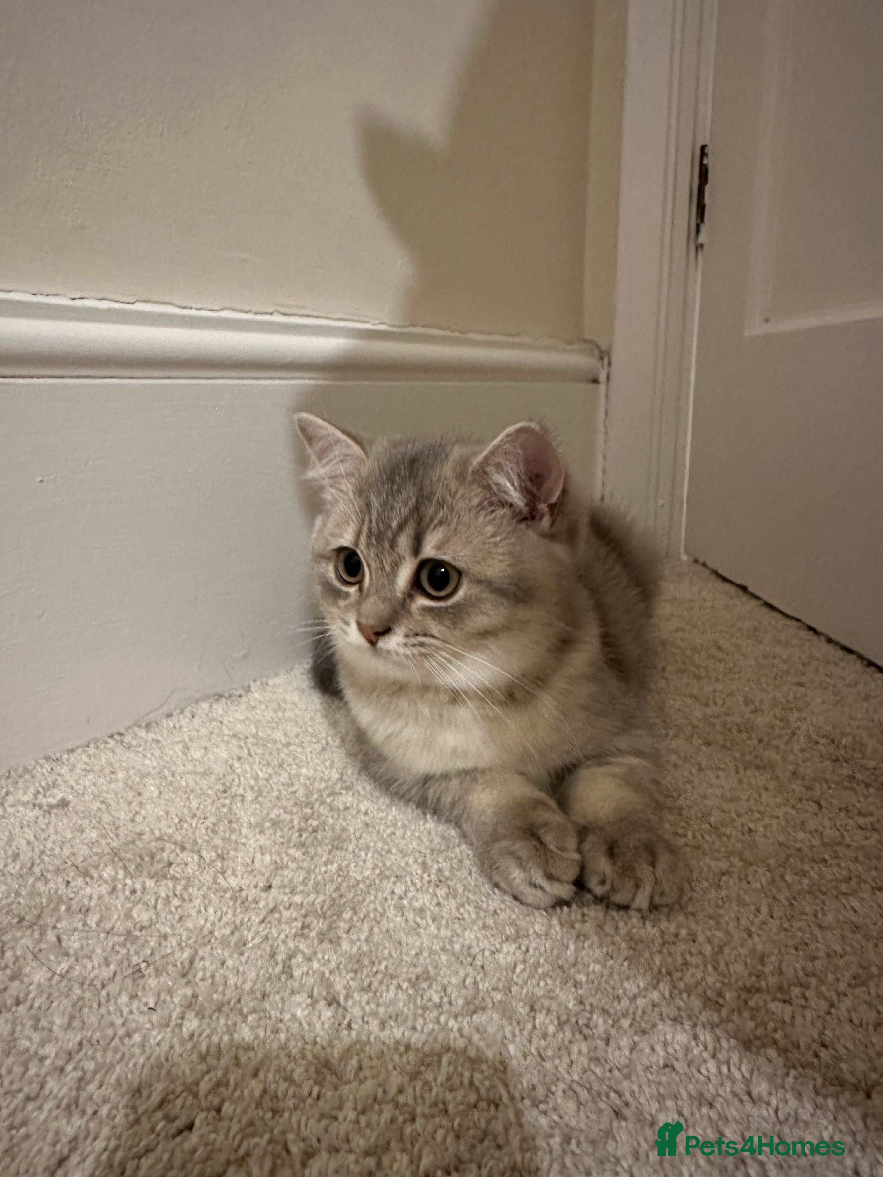 British Shorthair cats 4 Adorable British Short Hair Kittens  - Advert 2