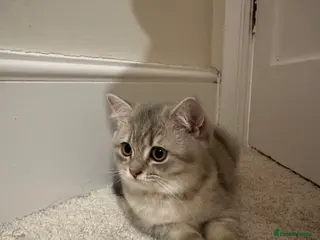 British Shorthair cats 4 Adorable British Short Hair Kittens - Advert 1