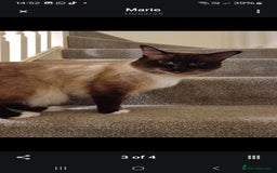 Ragdoll cats for sale: 3 gorgeous fluffy ragdoll kittens  - Image 12